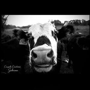 Black and White Cow Art Print